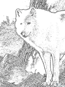 wolf Ibe Ndị Nwere Agba Agba